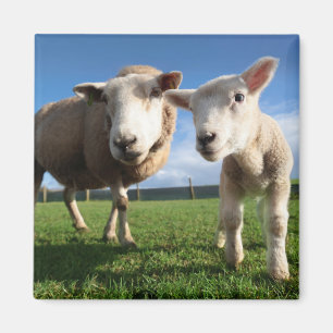 Kutest Baby Animals   Pasgeboren lammeren en mama Magneet