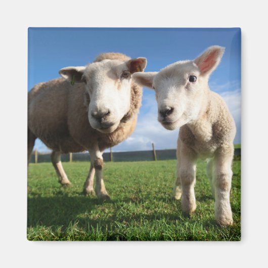Kutest Baby Animals | Pasgeboren lammeren en mama Magneet (Voorkant)