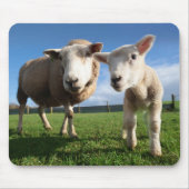 Kutest Baby Animals | Pasgeboren lammeren en mama Muismat (Voorkant)