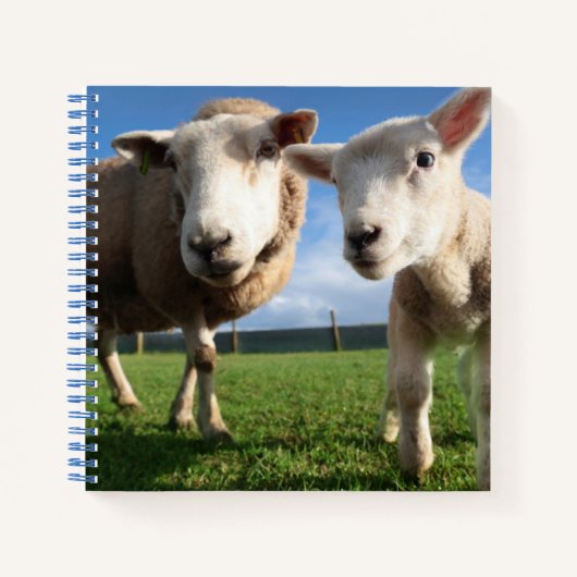 Kutest Baby Animals | Pasgeboren lammeren en mama Notitieboek (Voorkant)