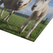 Kutest Baby Animals | Pasgeboren lammeren en mama Snijplank (Hoek)