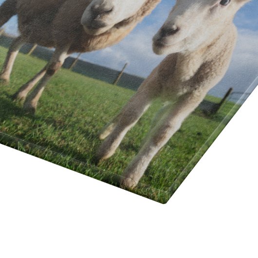 Kutest Baby Animals | Pasgeboren lammeren en mama Snijplank (Hoek)