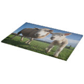 Kutest Baby Animals | Pasgeboren lammeren en mama Snijplank (Hoek)