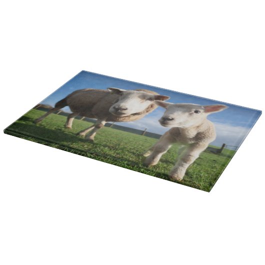 Kutest Baby Animals | Pasgeboren lammeren en mama Snijplank (Hoek)