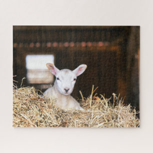 Kutest Baby Animals   Pasgeboren lammeren Legpuzzel