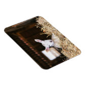 Kutest Baby Animals | Pasgeboren lammeren Magneet (Rechterzijde)