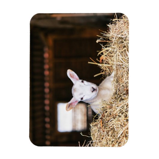 Kutest Baby Animals | Pasgeboren lammeren Magneet (Verticaal)