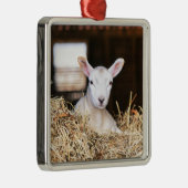 Kutest Baby Animals | Pasgeboren lammeren Metalen Ornament (Rechts)