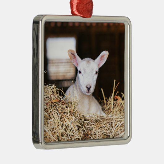Kutest Baby Animals | Pasgeboren lammeren Metalen Ornament (Rechts)