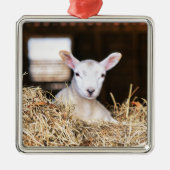 Kutest Baby Animals | Pasgeboren lammeren Metalen Ornament (Voorkant)