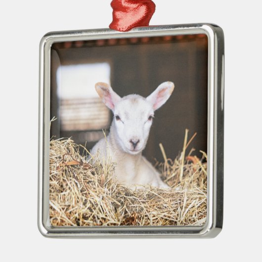 Kutest Baby Animals | Pasgeboren lammeren Metalen Ornament (Links)