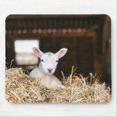 Kutest Baby Animals | Pasgeboren lammeren Muismat (Voorkant)