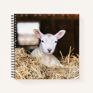 Kutest Baby Animals   Pasgeboren lammeren Notitieboek