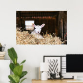 Kutest Baby Animals | Pasgeboren lammeren Poster (Thuiskantoor)