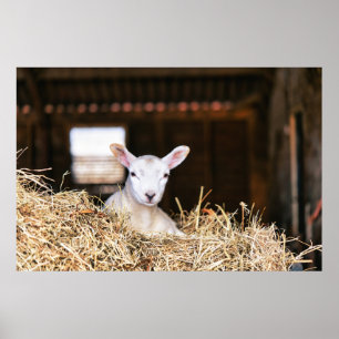 Kutest Baby Animals Pasgeboren lammeren Poster