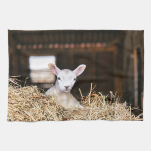 Kutest Baby Animals Pasgeboren lammeren Theedoek
