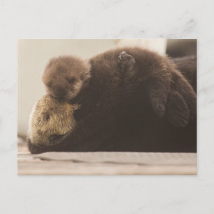 Kutest Baby Animals   Pasgeboren otterpop Briefkaart