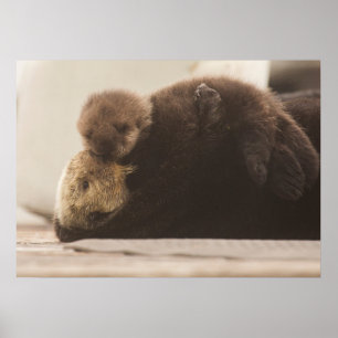 Kutest Baby Animals   Pasgeboren otterpop Poster