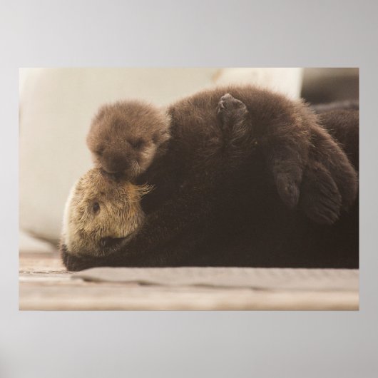 Kutest Baby Animals | Pasgeboren otterpop Poster (Voorkant)