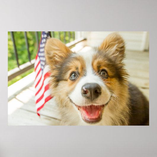 Kutest Baby Animals | Patriotic Corgi Puppy Poster (Voorkant)