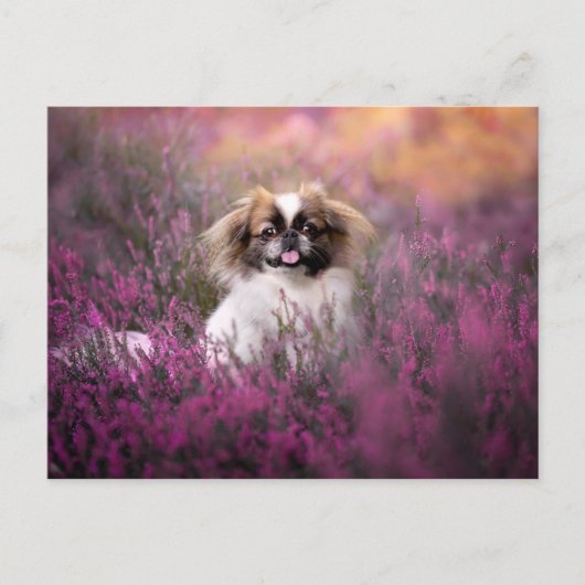 Kutest Baby Animals | Pekingese Puppy Briefkaart (Voorkant)