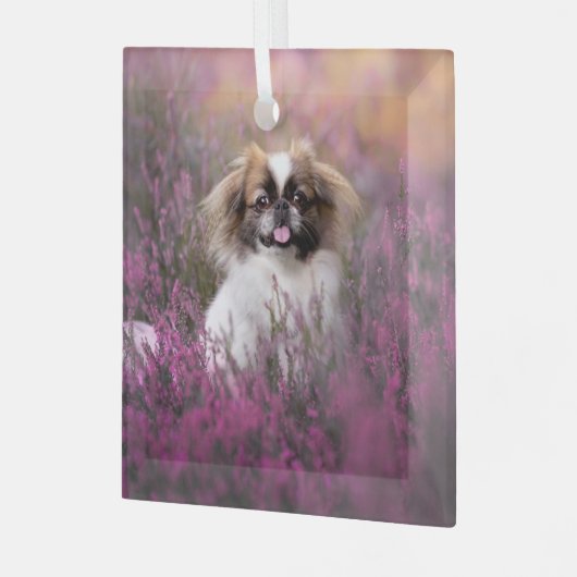 Kutest Baby Animals | Pekingese Puppy Glas Ornament (Voorkant links)