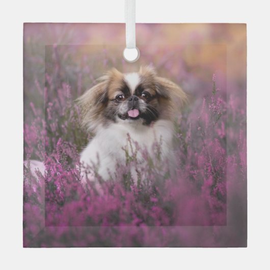 Kutest Baby Animals | Pekingese Puppy Glas Ornament (Voorkant)
