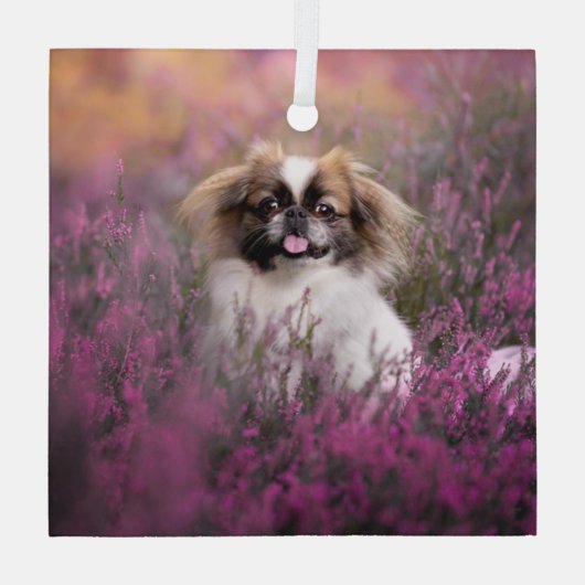 Kutest Baby Animals | Pekingese Puppy Glas Ornament (Achterkant)