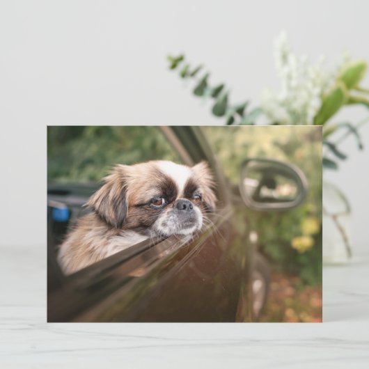 Kutest Baby Animals | Pekingese puppy in auto Bedankkaart (Staand voorkant)