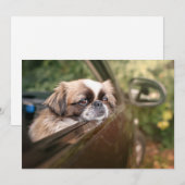 Kutest Baby Animals | Pekingese puppy in auto Bedankkaart (Voorkant / Achterkant)