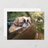 Kutest Baby Animals | Pekingese puppy in auto Briefkaart (Voorkant / Achterkant)