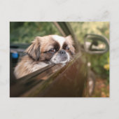 Kutest Baby Animals | Pekingese puppy in auto Briefkaart (Voorkant)