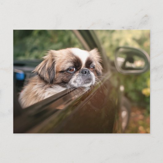 Kutest Baby Animals | Pekingese puppy in auto Briefkaart (Voorkant)