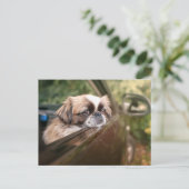 Kutest Baby Animals | Pekingese puppy in auto Briefkaart (Staand voorkant)