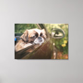 Kutest Baby Animals | Pekingese puppy in auto Canvas Afdruk (Voorkant)