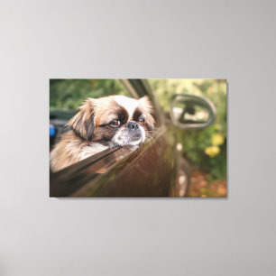 Kutest Baby Animals   Pekingese puppy in auto Canvas Afdruk