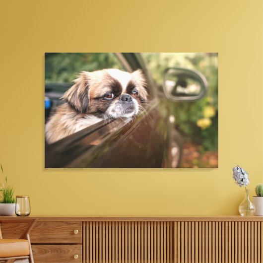 Kutest Baby Animals | Pekingese puppy in auto Canvas Afdruk (Insitu (Woonkamer))