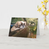 Kutest Baby Animals | Pekingese puppy in auto Kaart (Gele Bloem)