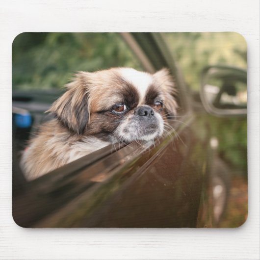 Kutest Baby Animals | Pekingese puppy in auto Muismat (Voorkant)