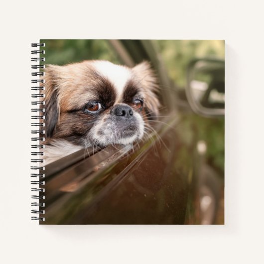 Kutest Baby Animals | Pekingese puppy in auto Notitieboek (Voorkant)