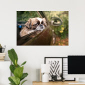 Kutest Baby Animals | Pekingese puppy in auto Poster (Thuiskantoor)