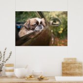 Kutest Baby Animals | Pekingese puppy in auto Poster (Keuken)