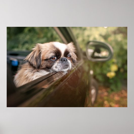 Kutest Baby Animals | Pekingese puppy in auto Poster (Voorkant)