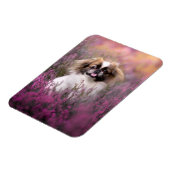 Kutest Baby Animals | Pekingese Puppy Magneet (Linkerzijde)