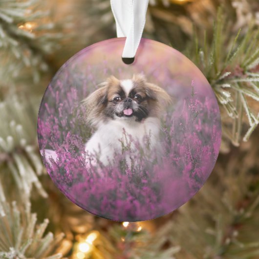 Kutest Baby Animals | Pekingese Puppy Ornament (Boom)