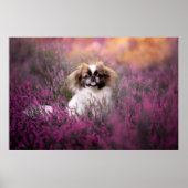 Kutest Baby Animals | Pekingese Puppy Poster (Voorkant)