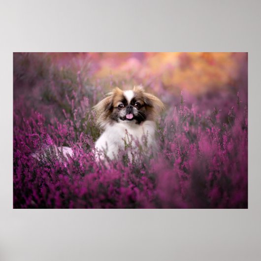Kutest Baby Animals | Pekingese Puppy Poster (Voorkant)