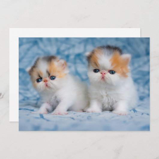 Kutest Baby Animals | Perzisch Calico Kitten Bedankkaart (Voorkant / Achterkant)