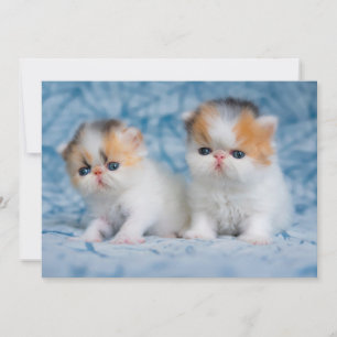 Kutest Baby Animals   Perzisch Calico Kitten Bedankkaart
