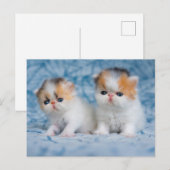 Kutest Baby Animals | Perzisch Calico Kitten Briefkaart (Voorkant / Achterkant)